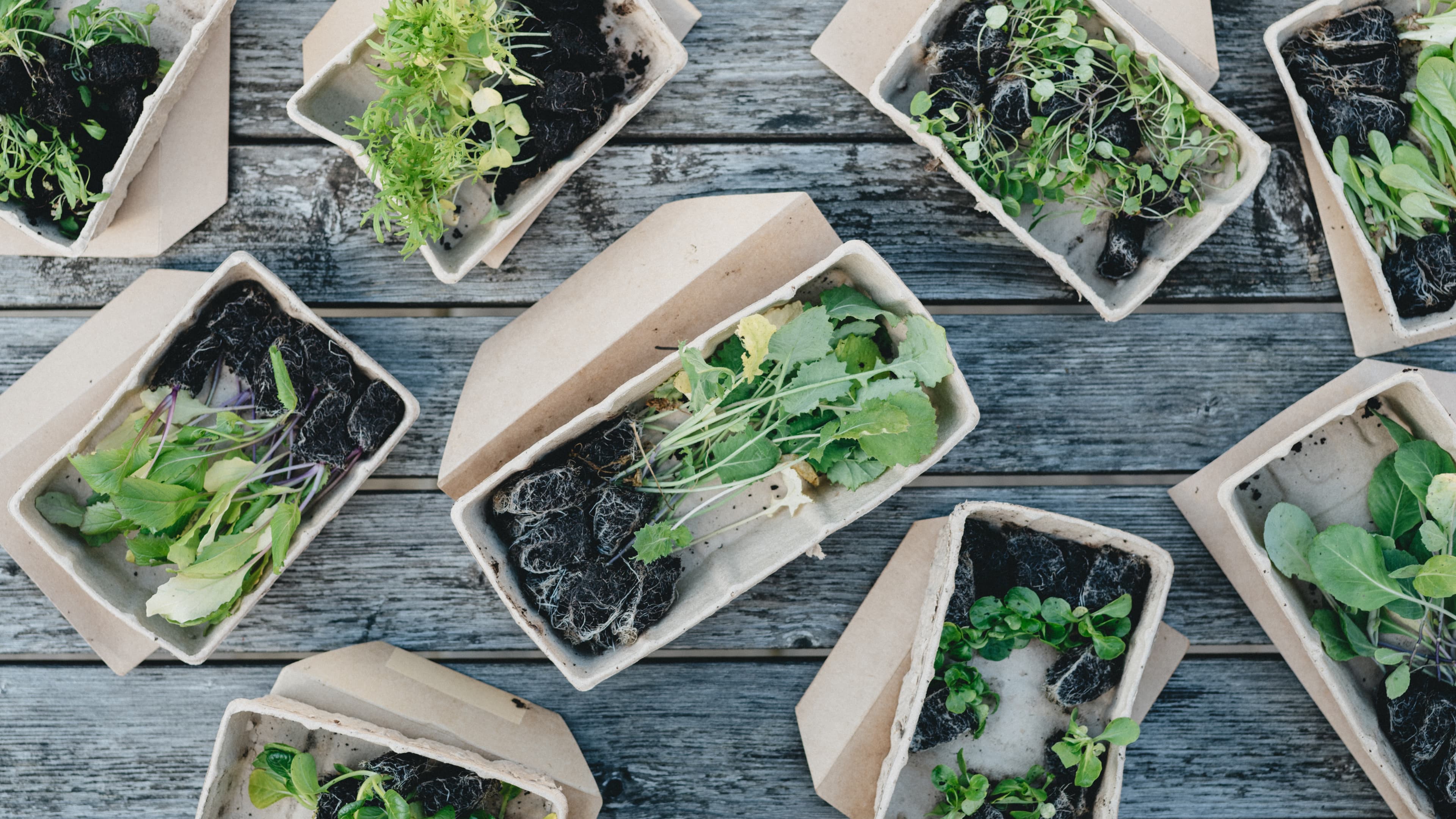 Verse kruiden Kruiden, vers, gedroogd of gevriesdroogd